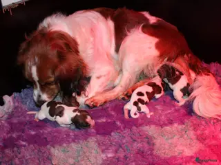 Kooikerhondje honden Kooiker pup reutje - Advertentie 1