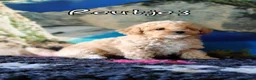 Kruising honden te koop: Bischpoo/Poochon pups te koop  - Advertentie 23
