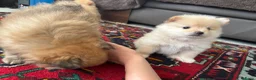 Pomeriaan honden te koop: Pomeriaan puppy’s 🐶 - Advertentie 14