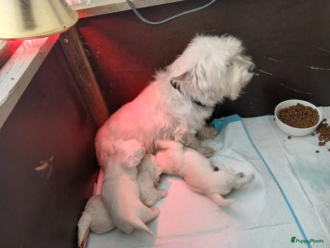 West Highland White Terriër honden te koop: Fantastisch reutje zoekt nog een gouden mandje - Advertentie 2