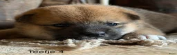 Shiba honden te koop: Bijzondere Shiba inu puppies - Advertentie 6