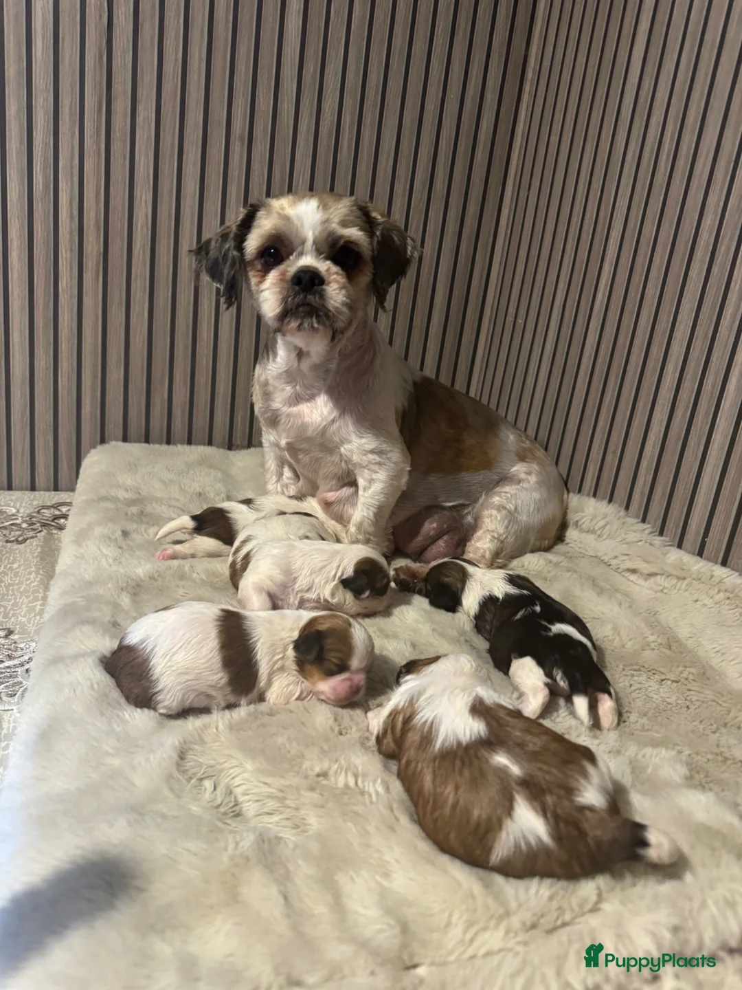 Shih Tzu honden te koop: rasechte Shitzu-puppy's🐶 - Advertentie 2