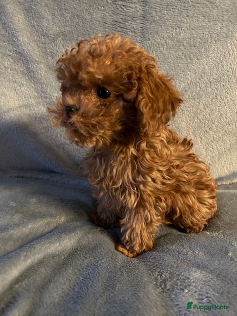 Poedel Toy honden Mooie roodkleurige Toy poedel pup te koop. - Advertentie 1