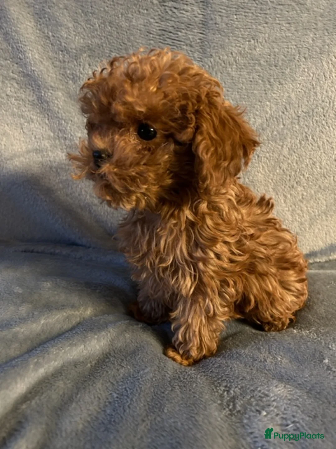 Poedel Toy honden te koop: Mooie roodkleurige Toy poedel pup te koop. - Advertentie 1