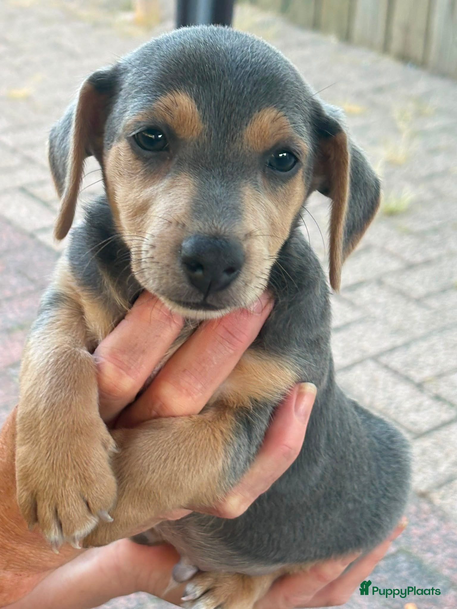 Jack Russel Terriër honden Jack russel pups - Advertentie 1