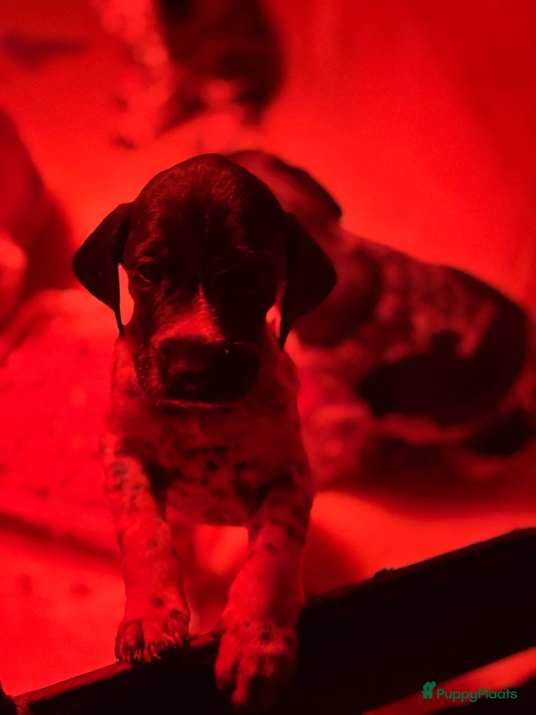 Duitse Staande Hond Korthaar honden te koop: Pups Duitse Staande hond - Advertentie 2