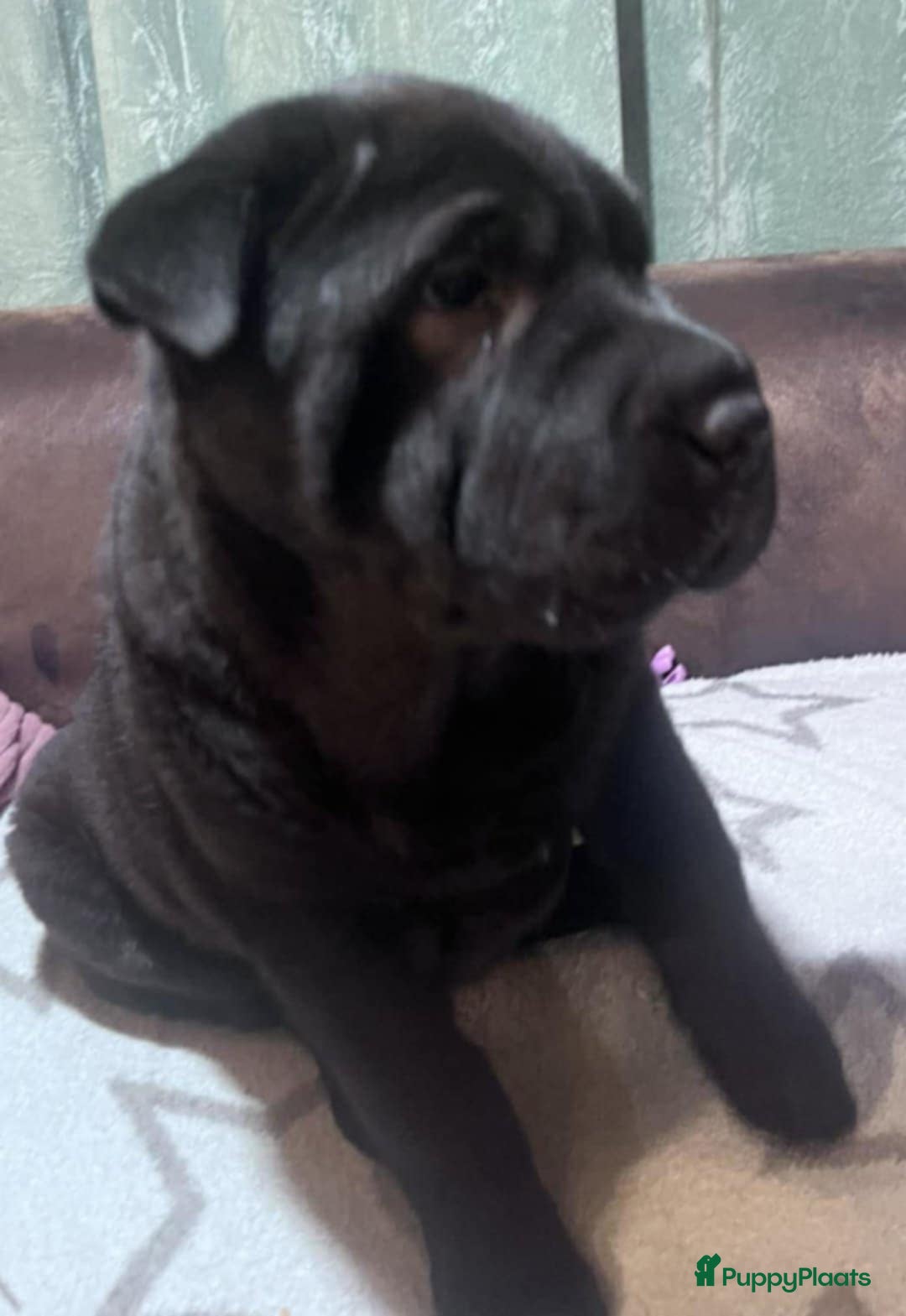 Shar Pei honden te koop: Sharpei - Advertentie 4