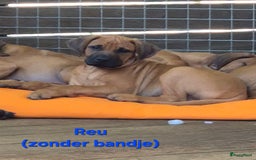 Rhodesian Ridgeback honden te koop: Rhodesian Ridgeback pups in Bentveld - Afbeelding 22