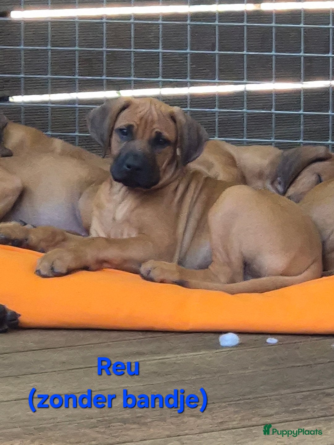 Rhodesian Ridgeback honden te koop: Rhodesian Ridgeback pups in Bentveld - Afbeelding 22