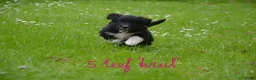 Kruising honden te koop: Prachtige puppy's Border-Collie/Golden Retriever - Advertentie 20