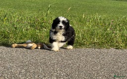 Spaanse Waterhond honden te koop: Spaanse Waterhond pups - Afbeelding 7