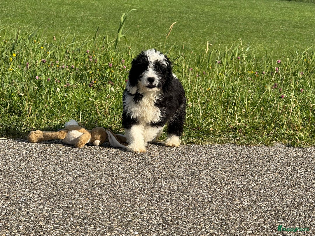 Spaanse Waterhond honden te koop: Spaanse Waterhond pups - Afbeelding 7
