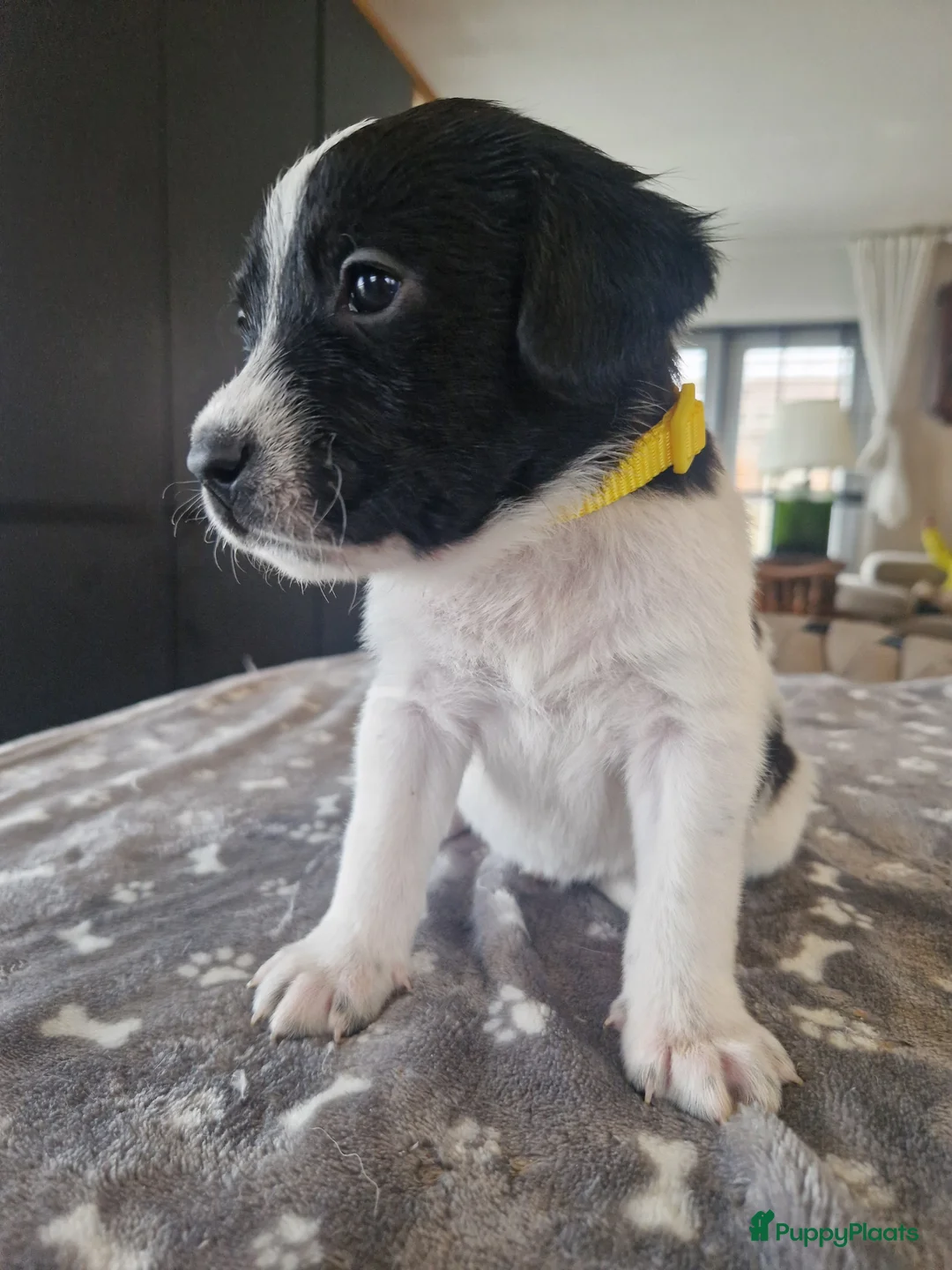 Kruising honden te koop: Labradoodle x greyhound mix - Advertentie 7