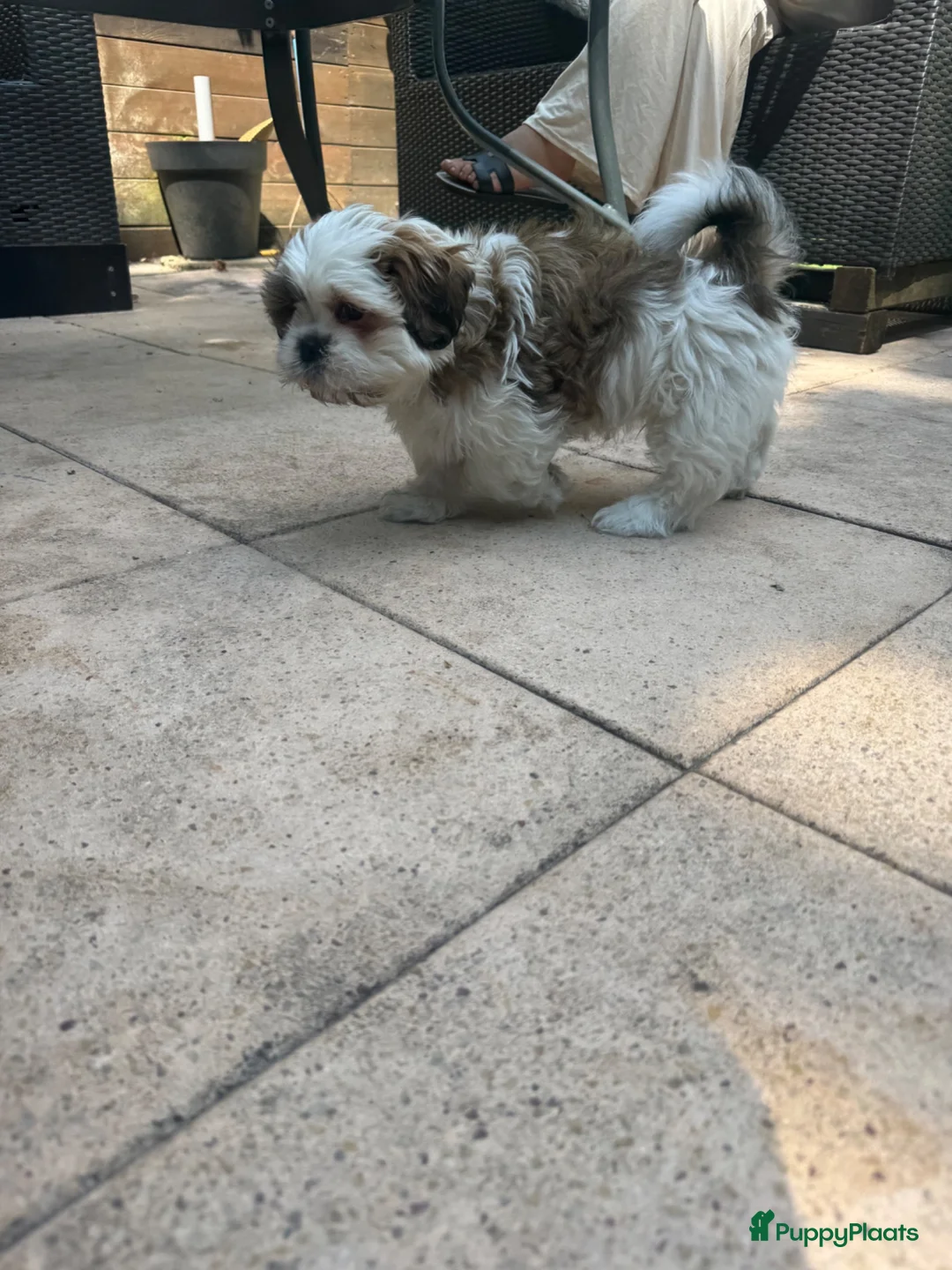 Shih Tzu honden te koop: drie raszuivere reutjes 7 weken oud 🐶 - Advertentie 2