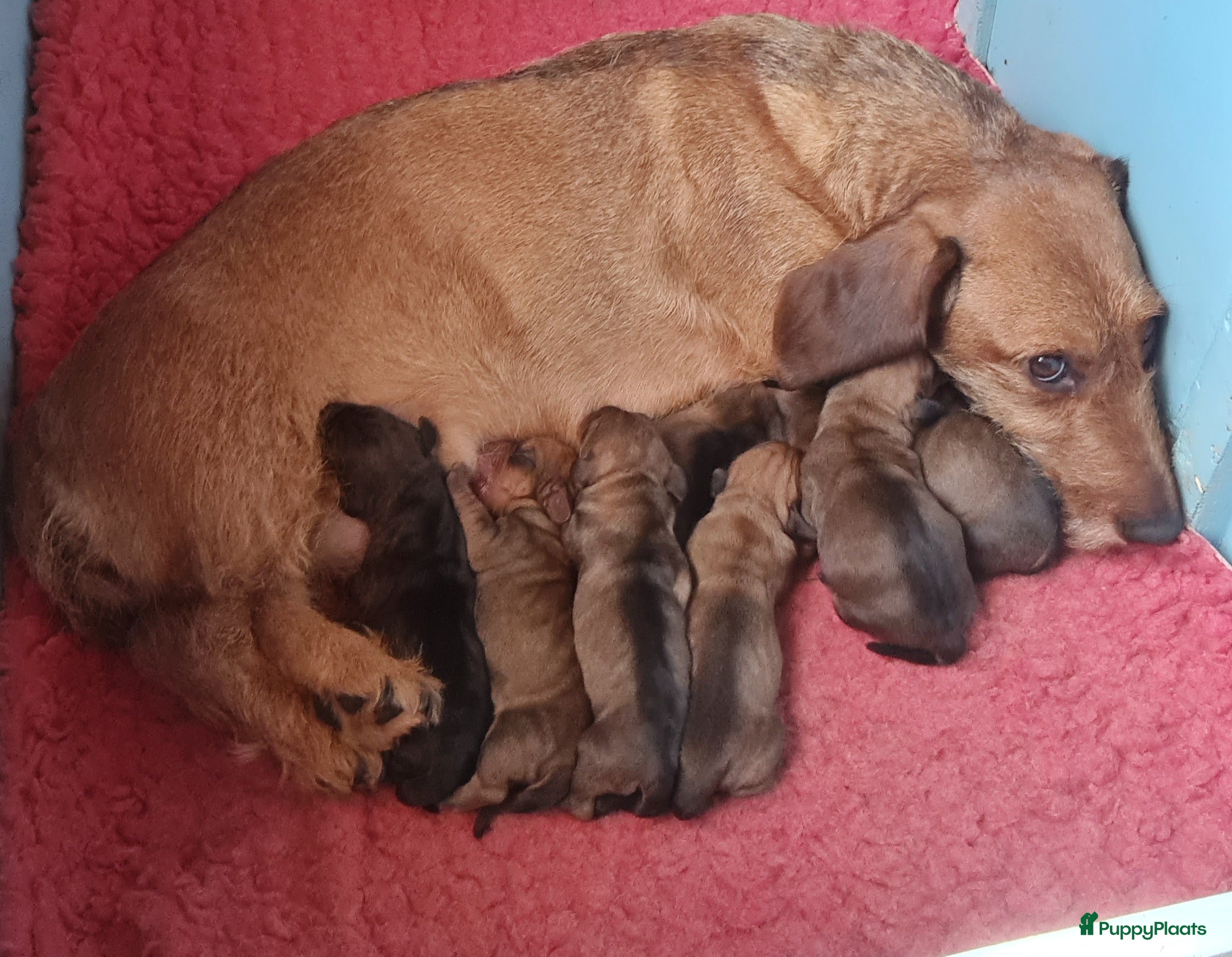 Ruwhaar Teckel honden Ruwhaar standaard teckel - Advertentie 1