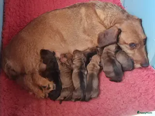 Ruwhaar Teckel honden Ruwhaar standaard teckel - Advertentie 1