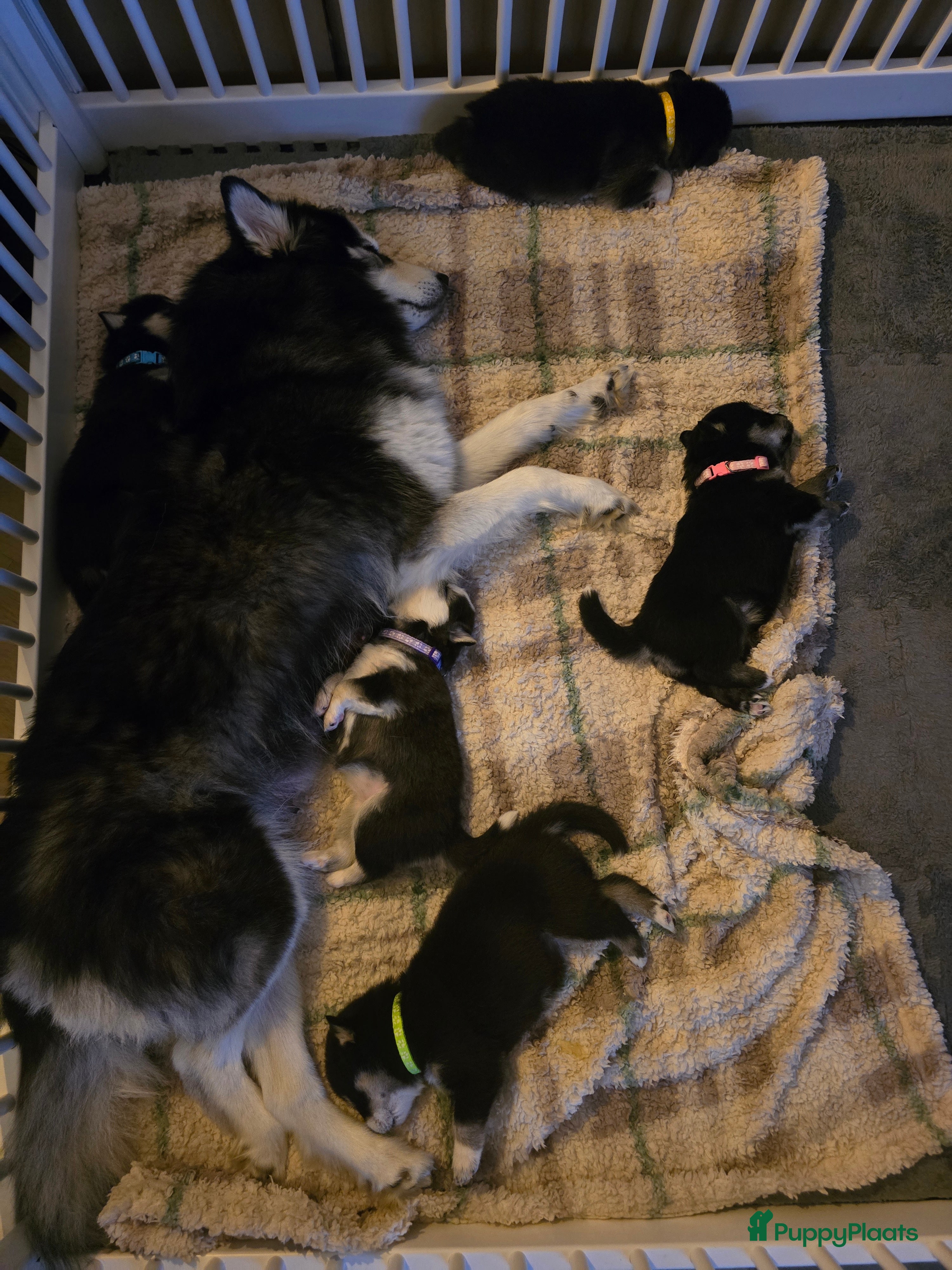 Pomsky honden Pomsky puppy's  met Husky looks - Advertentie 1