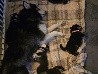 Pomsky honden Pomsky puppy's met Husky looks - Advertentie 1