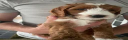 Australian Labradoodle honden te koop: Austrailan Labradoodle Medium + stamboom  - Advertentie 5
