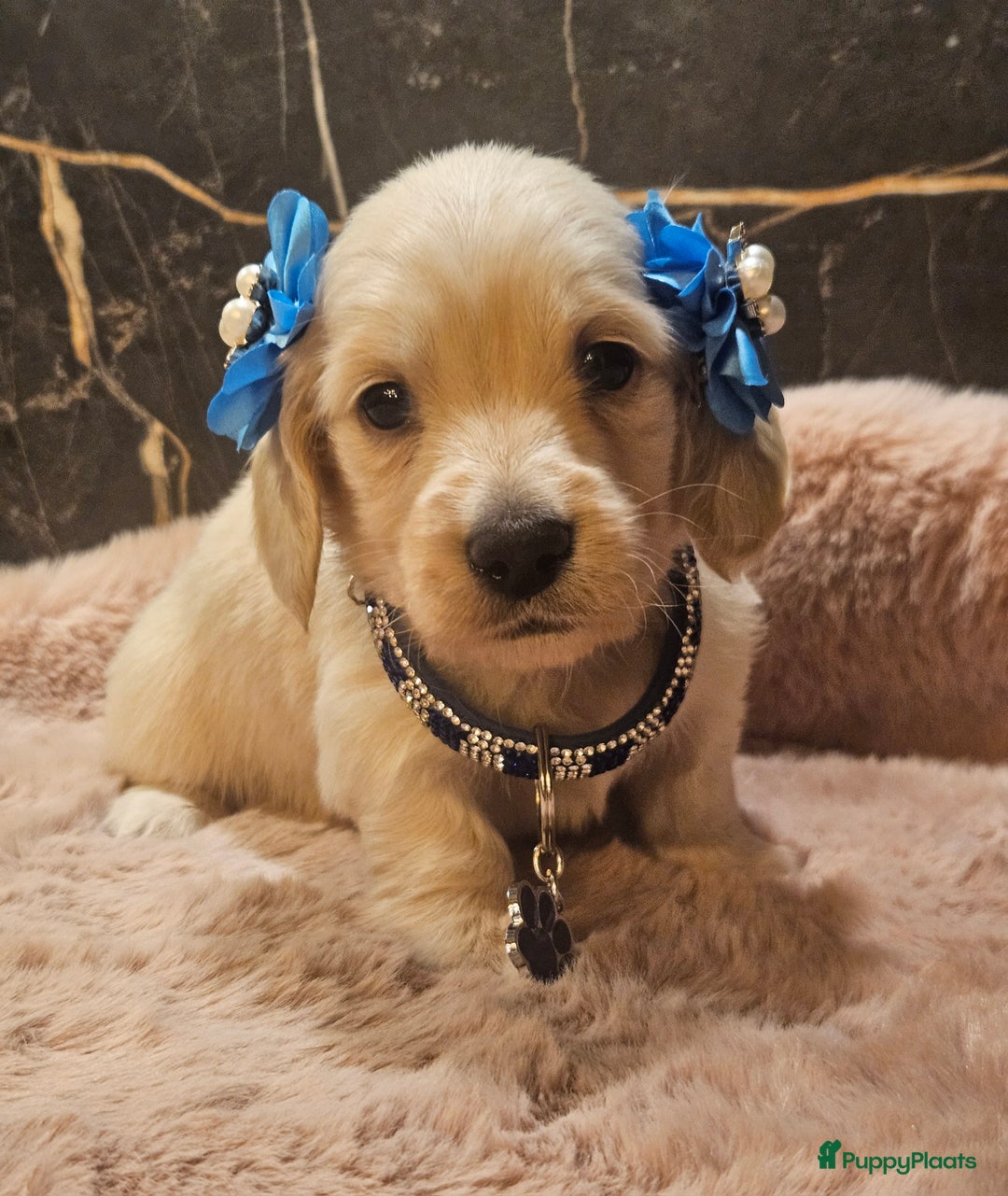 Teckel (langhaar) honden te koop: Schitterende licht blonde kleine teckel pupjes  - Advertentie 9