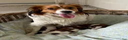 Kooikerhondje honden te koop: Prachtige kooikerpups - Advertentie 5