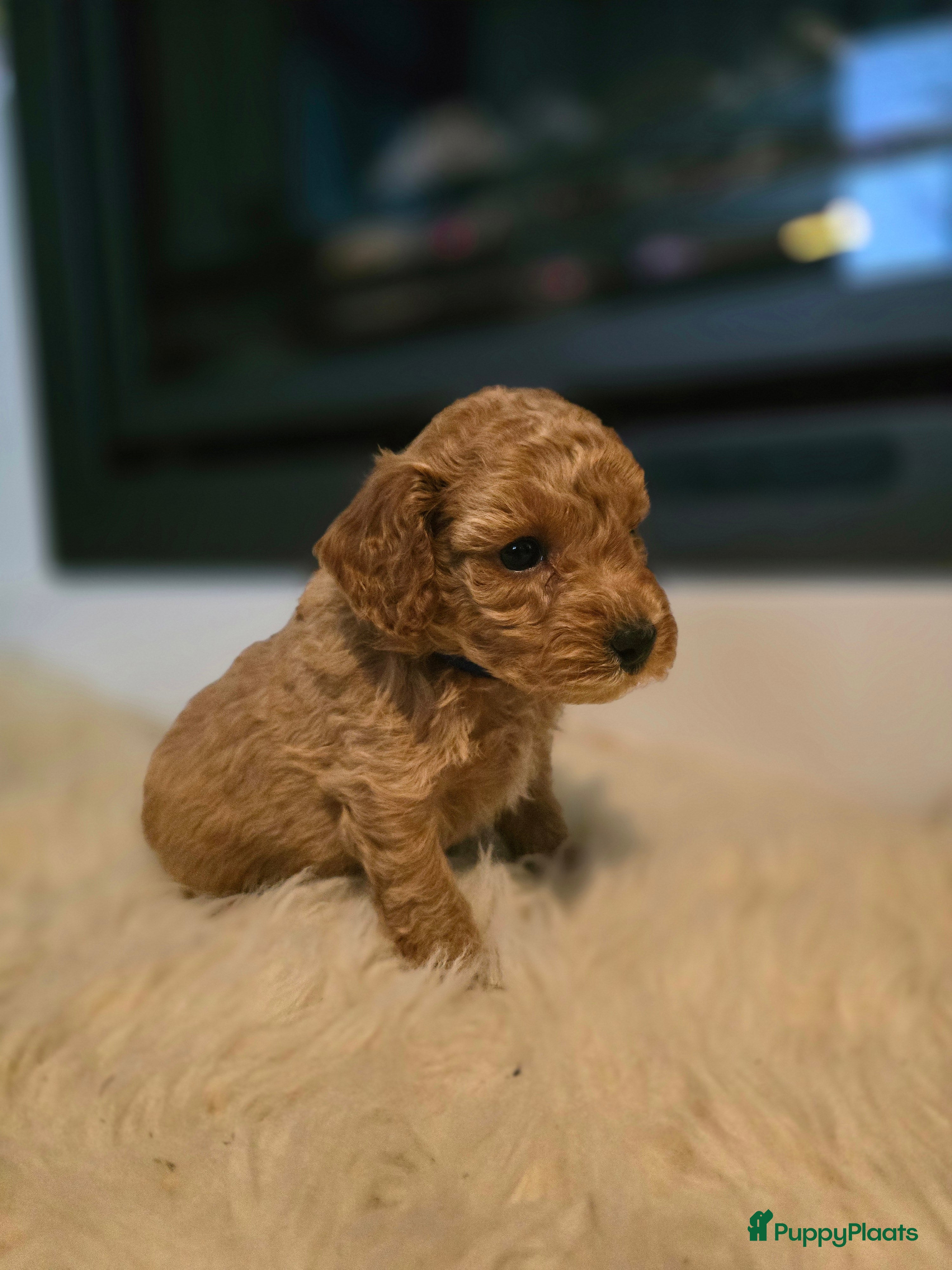 Cockapoo honden 1 prachtige cockapoo pup (reu) - Advertentie 1