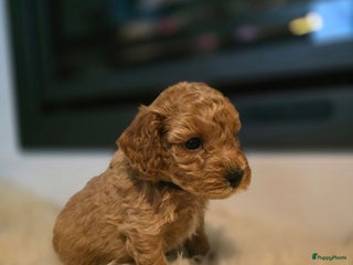 Cockapoo honden 1 prachtige cockapoo pup (reu) - Advertentie 2