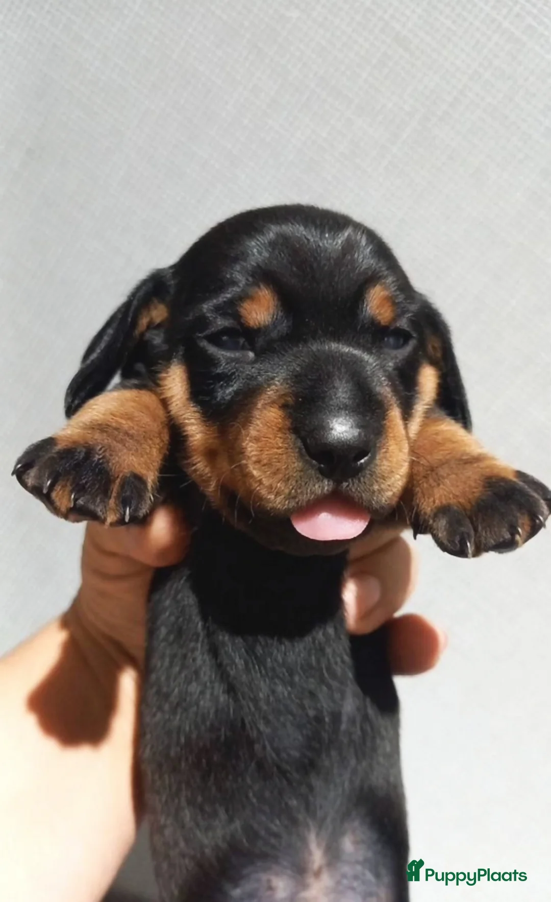 Teckel (korthaar)  honden te koop: Korthaar teckel pups  - Advertentie 2