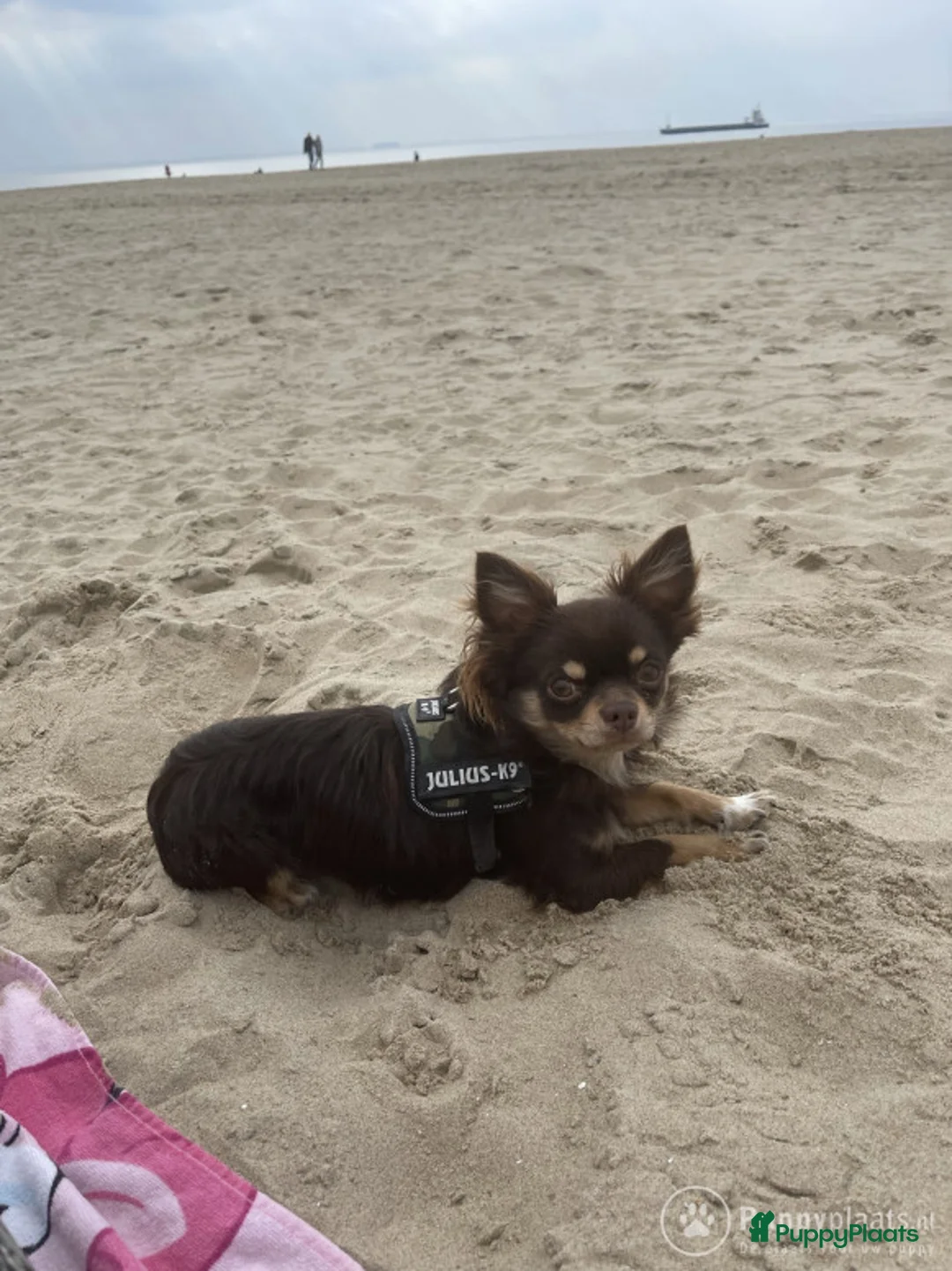 Chihuahua honden ter dekking: Chihuahua dekreu in Sint-Oedenrode - Advertentie 4