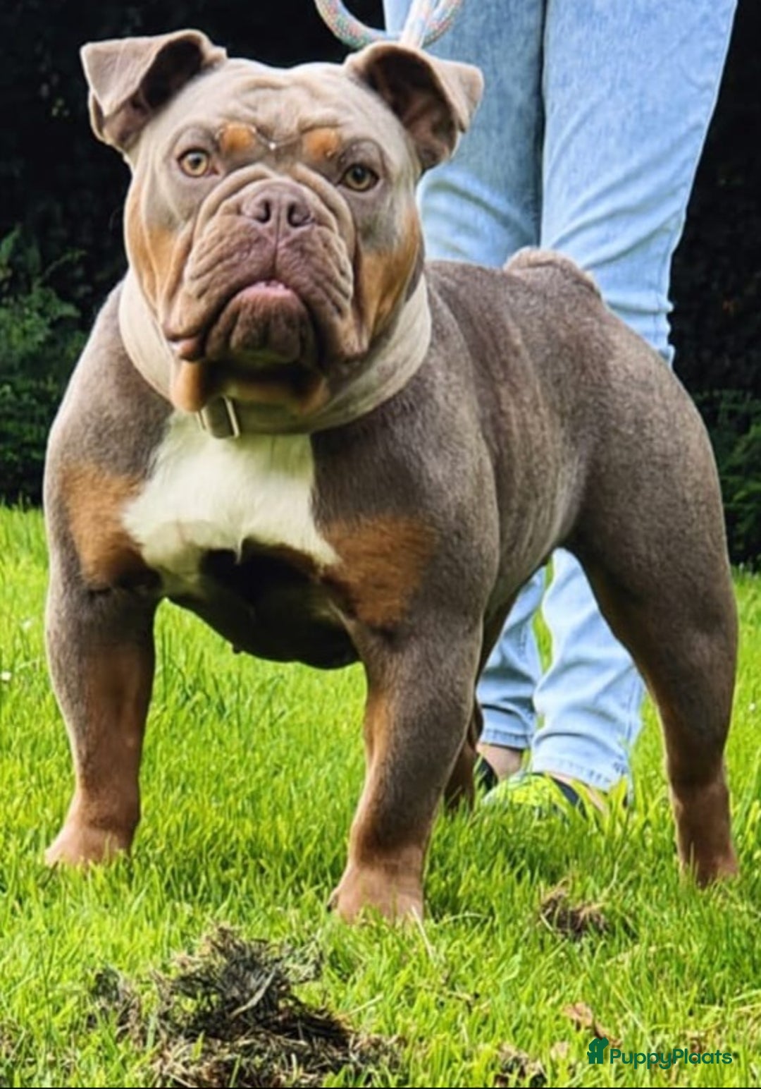 Old English Bulldog honden te koop: Old english bulldog pup mag nest verlaten  - Advertentie 9