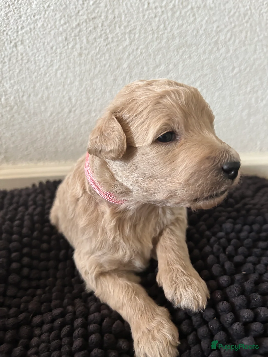 Labradoodle honden te koop: Schattige labradoodle pups - Advertentie 2