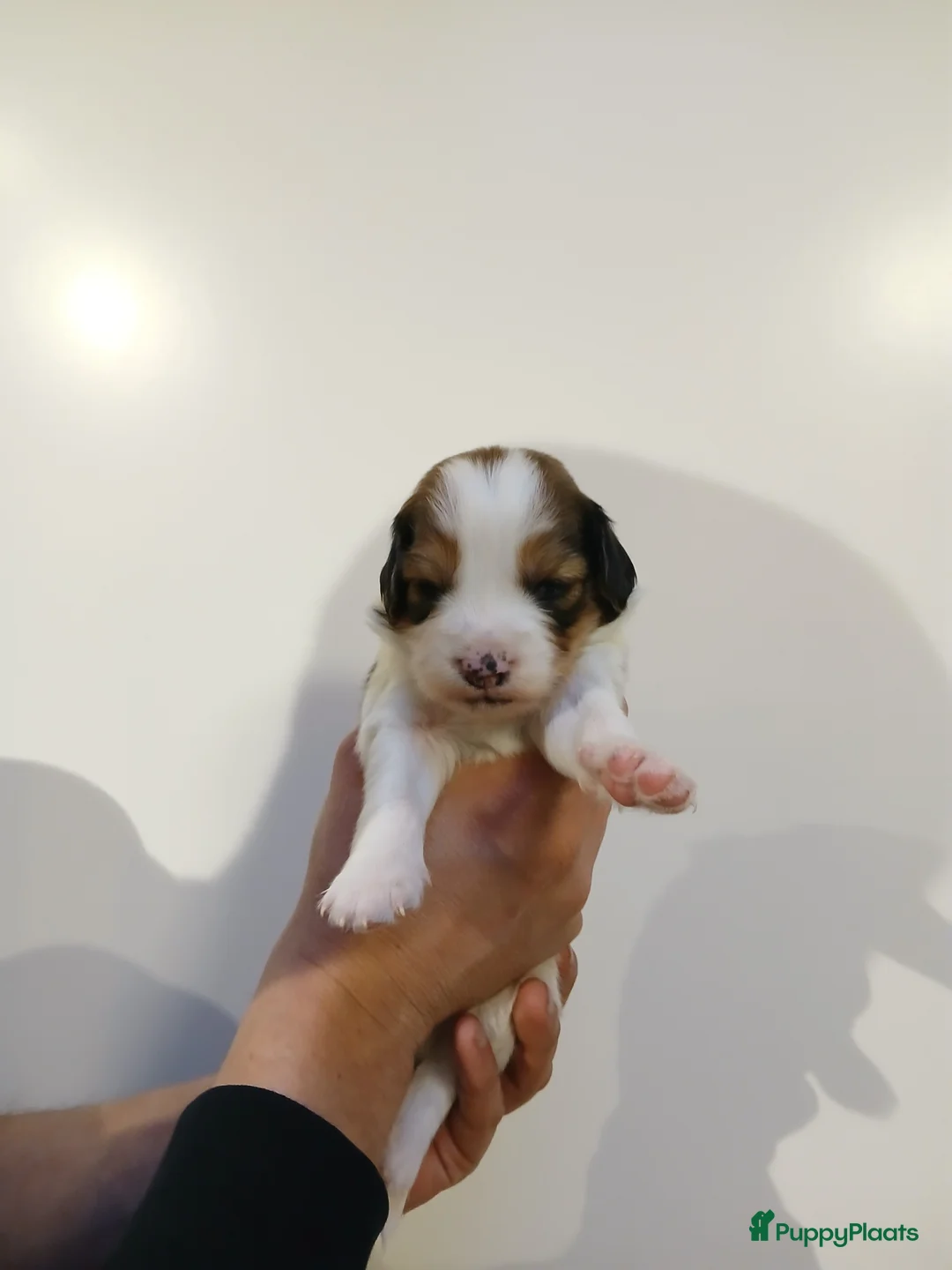 Kooikerhondje honden te koop: Supper liever  nestje kooiker pups van 7 - Advertentie 29