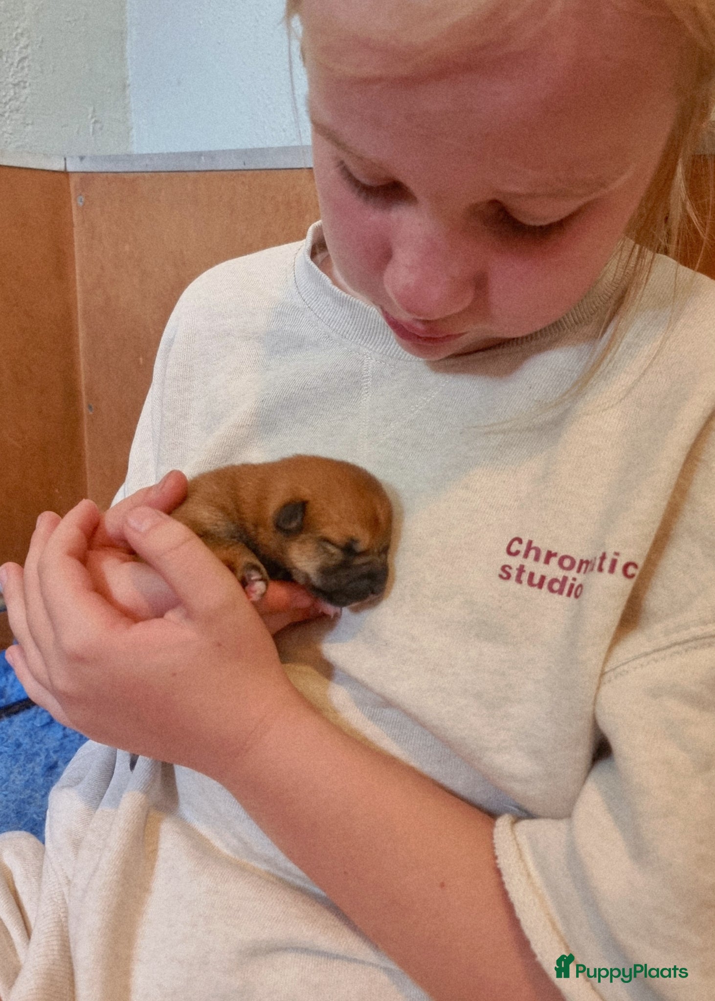 Shiba honden te koop: Shiba-inu pups met f.c.i stamboom  - Advertentie 4