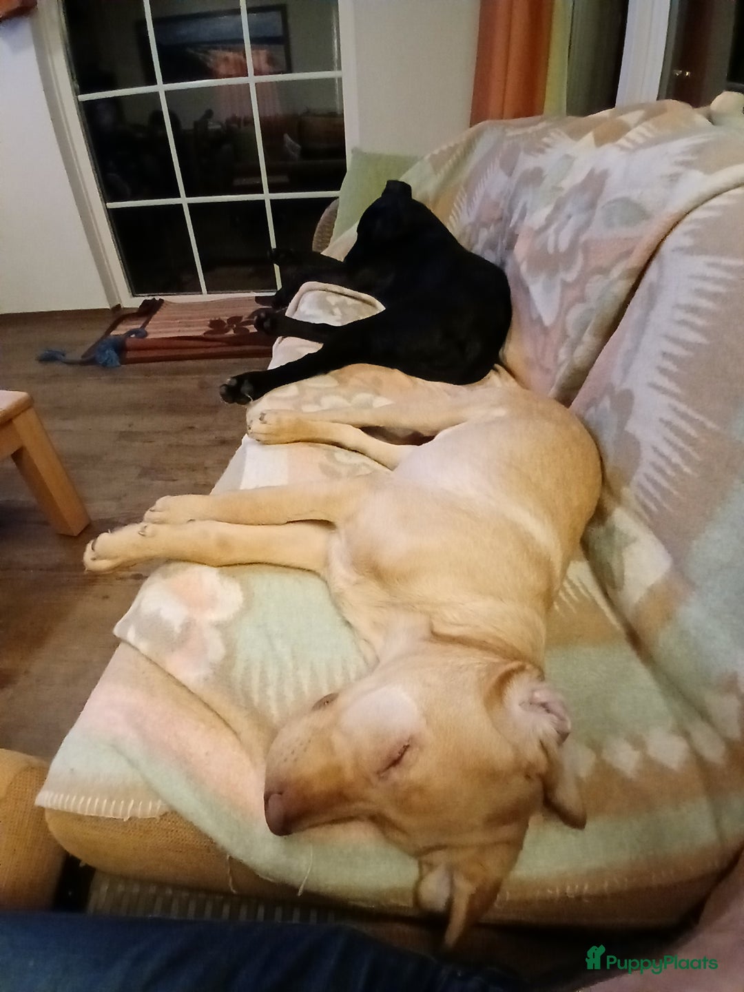 Labrador Retriever honden te koop: Te koop mooie labrador reu - Advertentie 5