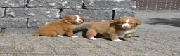 Nova Scotia Duck Tolling Retriever honden te koop: Nova Scotia Duck Tolling Retriever pups # Toller - Advertentie 20