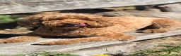 Australian Labradoodle honden te koop: Nest aankondig Australian Labradoodle  in Sevenum - Advertentie 4