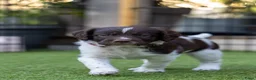 Kruising honden te koop: Geweldig nestje Heidewachtel x Friese stabij pups - Advertentie 8