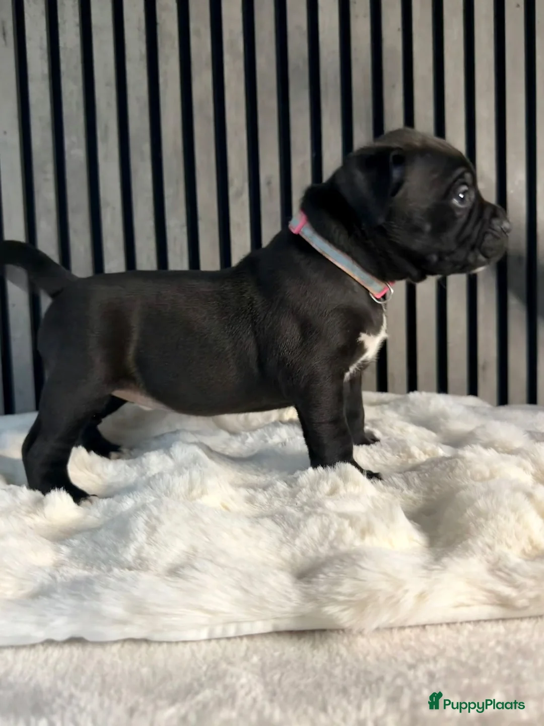 Amerikaanse Bully honden te koop: American bully xl pups  - Advertentie 5