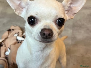 Chihuahua honden kleine Snowy waar mag zijn mandje komen te staan - Advertentie 1