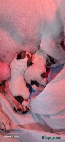 Chihuahua honden Chihuahua pup te koop - Advertentie 2