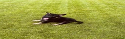 Duitse Herder honden te koop: Prachtige Duitse herder pups - Advertentie 12