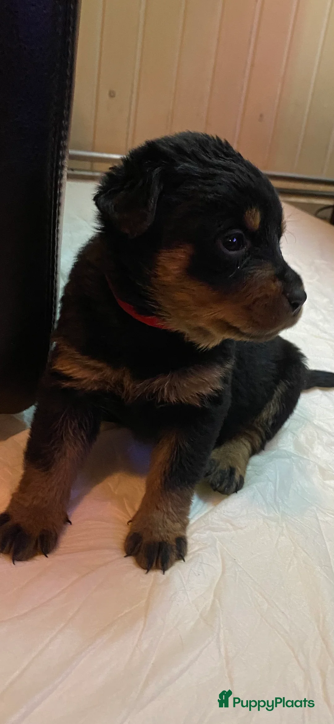 Rottweiler honden te koop: Rotweiler pups  - Advertentie 15
