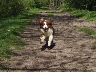 Australian Shepherd honden Lieve Australian Shepherd pups - Advertentie 2