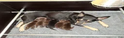 Australian Kelpie honden te koop: Mooie Australian Kelpie pups - Advertentie 2