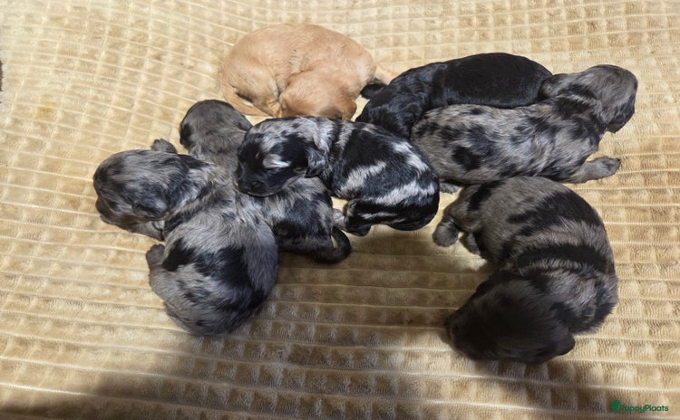 Cockapoo honden - Advertentie 2