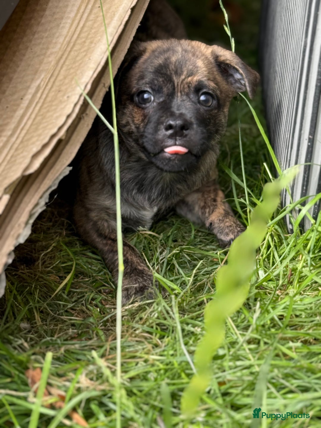 Kruising honden te koop: Kruising AHT American Hairless Terriër X Bulletje  in Hazerswoude-Rijndijk - Afbeelding 19