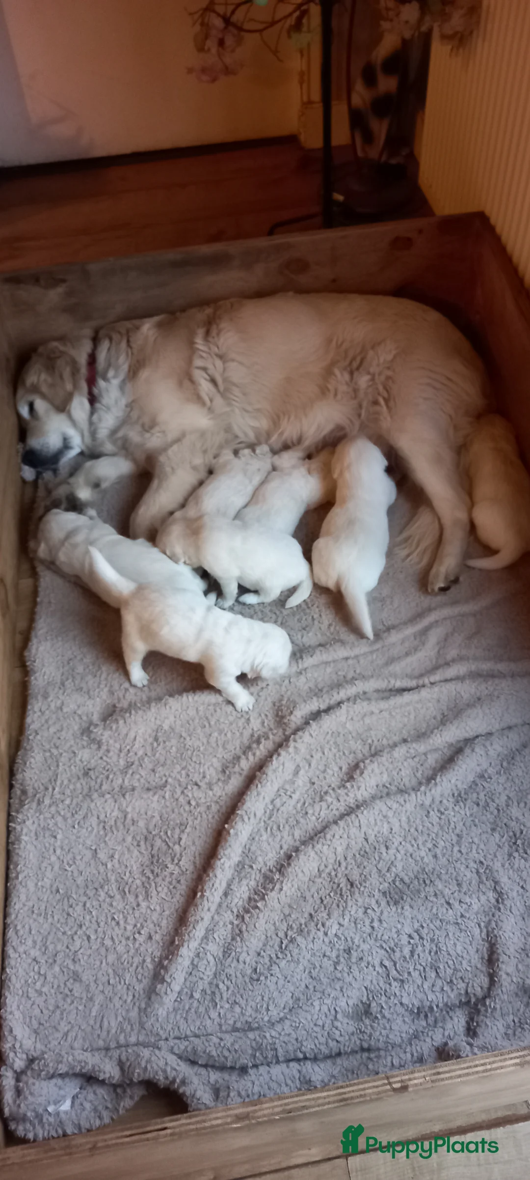 Golden Retriever honden te koop: Mooie gezonde golden retriever pups  in Balkbrug - Advertentie 5
