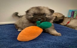 Keeshond honden te koop: Kruising Keeshond X Japanse Spits - Afbeelding 2
