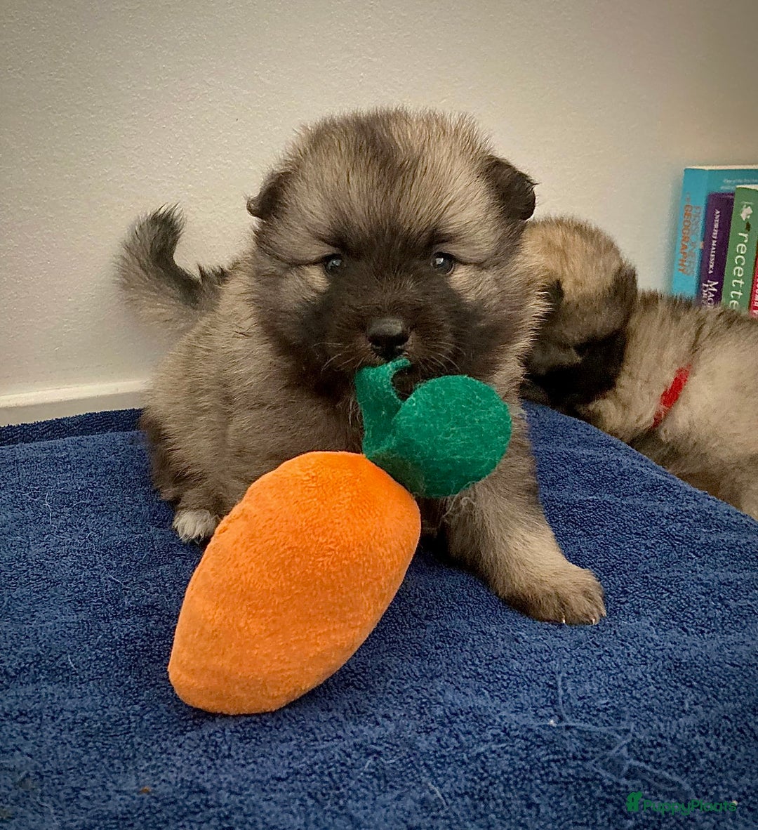 Keeshond honden te koop: Kruising Keeshond X Japanse Spits - Afbeelding 2