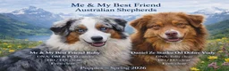 Australian Shepherd honden te koop: Super gesocialiseerde Australische herder pups - Advertentie 14